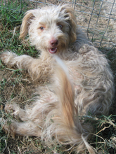 ZURI, Hund, Mischlingshund in Griechenland - Bild 2