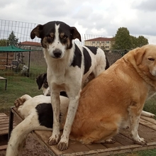 ASKAN, Hund, Mischlingshund in Griechenland - Bild 10