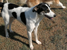 ASKAN, Hund, Mischlingshund in Griechenland - Bild 11