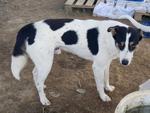 ASKAN, Hund, Mischlingshund in Griechenland - Bild 12