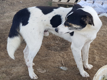 ASKAN, Hund, Mischlingshund in Griechenland - Bild 13