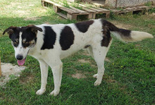 ASKAN, Hund, Mischlingshund in Griechenland - Bild 16