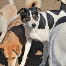 ASKAN, Hund, Mischlingshund in Griechenland - Bild 4