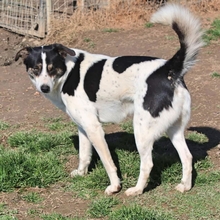 ASKAN, Hund, Mischlingshund in Griechenland - Bild 5