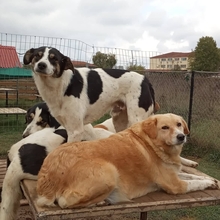 ASKAN, Hund, Mischlingshund in Griechenland - Bild 6