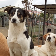 ASKAN, Hund, Mischlingshund in Griechenland - Bild 8