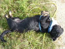 GRETCHEN, Hund, Mischlingshund in Unterschneidheim - Bild 8