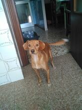 NELO, Hund, Pinscher in Spanien - Bild 12