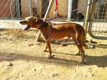 NELO, Hund, Pinscher in Spanien - Bild 8