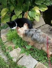 CSIBI, Hund, Mini Yorkshire Terrier in Planegg - Bild 5