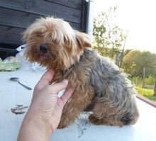CSIBI, Hund, Mini Yorkshire Terrier in Planegg - Bild 8