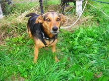 LEDA, Hund, Mischlingshund in Laubach - Bild 4