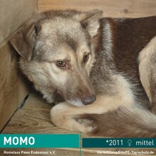 MOMO, Hund, Mischlingshund in Rumänien - Bild 1