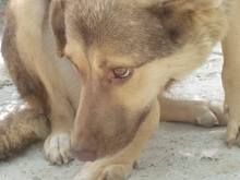 MOMO, Hund, Mischlingshund in Rumänien - Bild 10