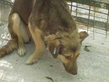 MOMO, Hund, Mischlingshund in Rumänien - Bild 12