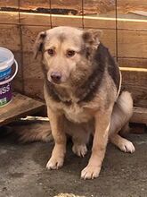 MOMO, Hund, Mischlingshund in Rumänien - Bild 13