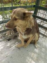 MOMO, Hund, Mischlingshund in Rumänien - Bild 14