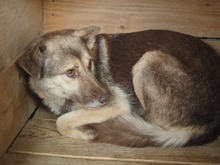 MOMO, Hund, Mischlingshund in Rumänien - Bild 15