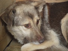 MOMO, Hund, Mischlingshund in Rumänien - Bild 16