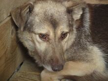 MOMO, Hund, Mischlingshund in Rumänien - Bild 2