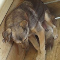 MOMO, Hund, Mischlingshund in Rumänien - Bild 6