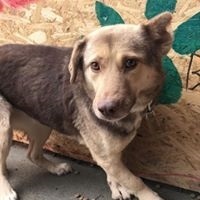 MOMO, Hund, Mischlingshund in Rumänien - Bild 7