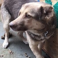 MOMO, Hund, Mischlingshund in Rumänien - Bild 8