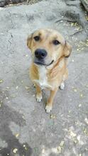 BUBULUCABUBU, Hund, Mischlingshund in Rumänien - Bild 11