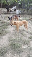 BUBULUCABUBU, Hund, Mischlingshund in Rumänien - Bild 15