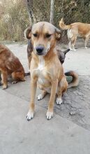 BUBULUCABUBU, Hund, Mischlingshund in Rumänien - Bild 16