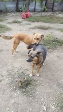 BUBULUCABUBU, Hund, Mischlingshund in Rumänien - Bild 17