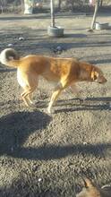 BUBULUCABUBU, Hund, Mischlingshund in Rumänien - Bild 19