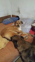 BUBULUCABUBU, Hund, Mischlingshund in Rumänien - Bild 2