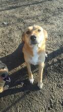 BUBULUCABUBU, Hund, Mischlingshund in Rumänien - Bild 20
