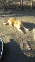 BUBULUCABUBU, Hund, Mischlingshund in Rumänien - Bild 21