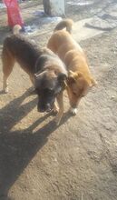 BUBULUCABUBU, Hund, Mischlingshund in Rumänien - Bild 24