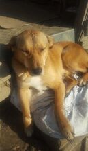 BUBULUCABUBU, Hund, Mischlingshund in Rumänien - Bild 26