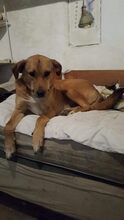 BUBULUCABUBU, Hund, Mischlingshund in Rumänien - Bild 8