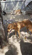 BUBULUCABUBU, Hund, Mischlingshund in Rumänien - Bild 9