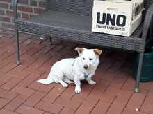 NUKA, Hund, Mischlingshund in Heek - Bild 10