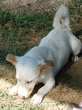 NUKA, Hund, Mischlingshund in Heek - Bild 13