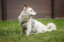 NUKA, Hund, Mischlingshund in Heek - Bild 2