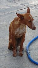 CORIN, Hund, Podenco Andaluz in Spanien - Bild 10