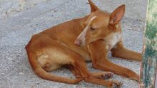 CORIN, Hund, Podenco Andaluz in Spanien - Bild 11