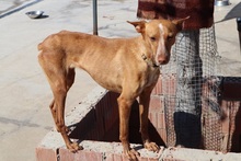 CORIN, Hund, Podenco Andaluz in Spanien - Bild 15