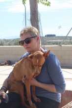 CORIN, Hund, Podenco Andaluz in Spanien - Bild 2