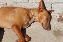 CORIN, Hund, Podenco Andaluz in Spanien - Bild 5