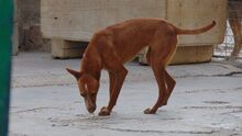 CORIN, Hund, Podenco Andaluz in Spanien - Bild 9