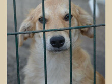 BOWIE, Hund, Mischlingshund in Rumänien - Bild 1