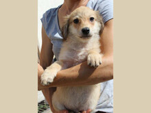 BOWIE, Hund, Mischlingshund in Rumänien - Bild 2